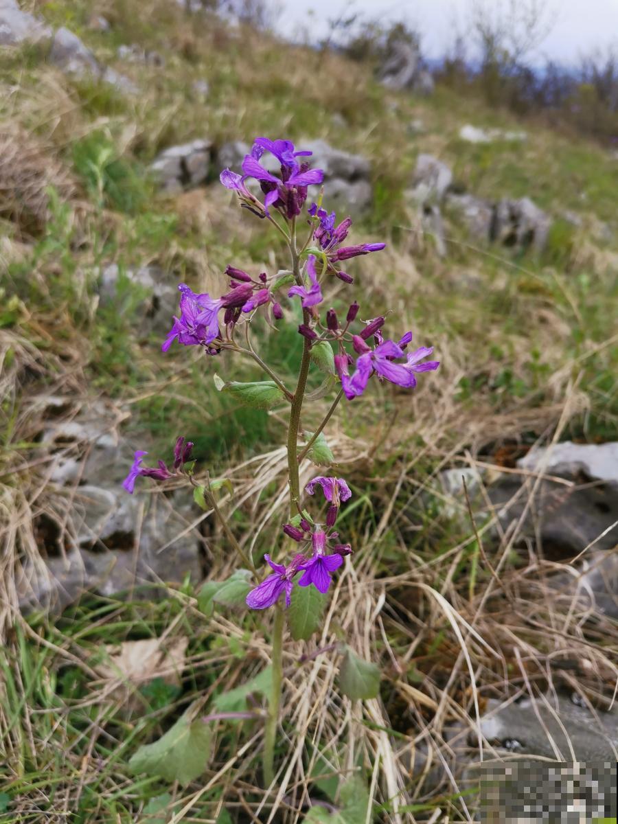 紫花地丁盆栽怎么种 紫花地丁盆栽怎么种