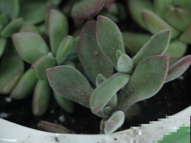 养殖多肉，浇水要注意，根据季节浇水才能长得好