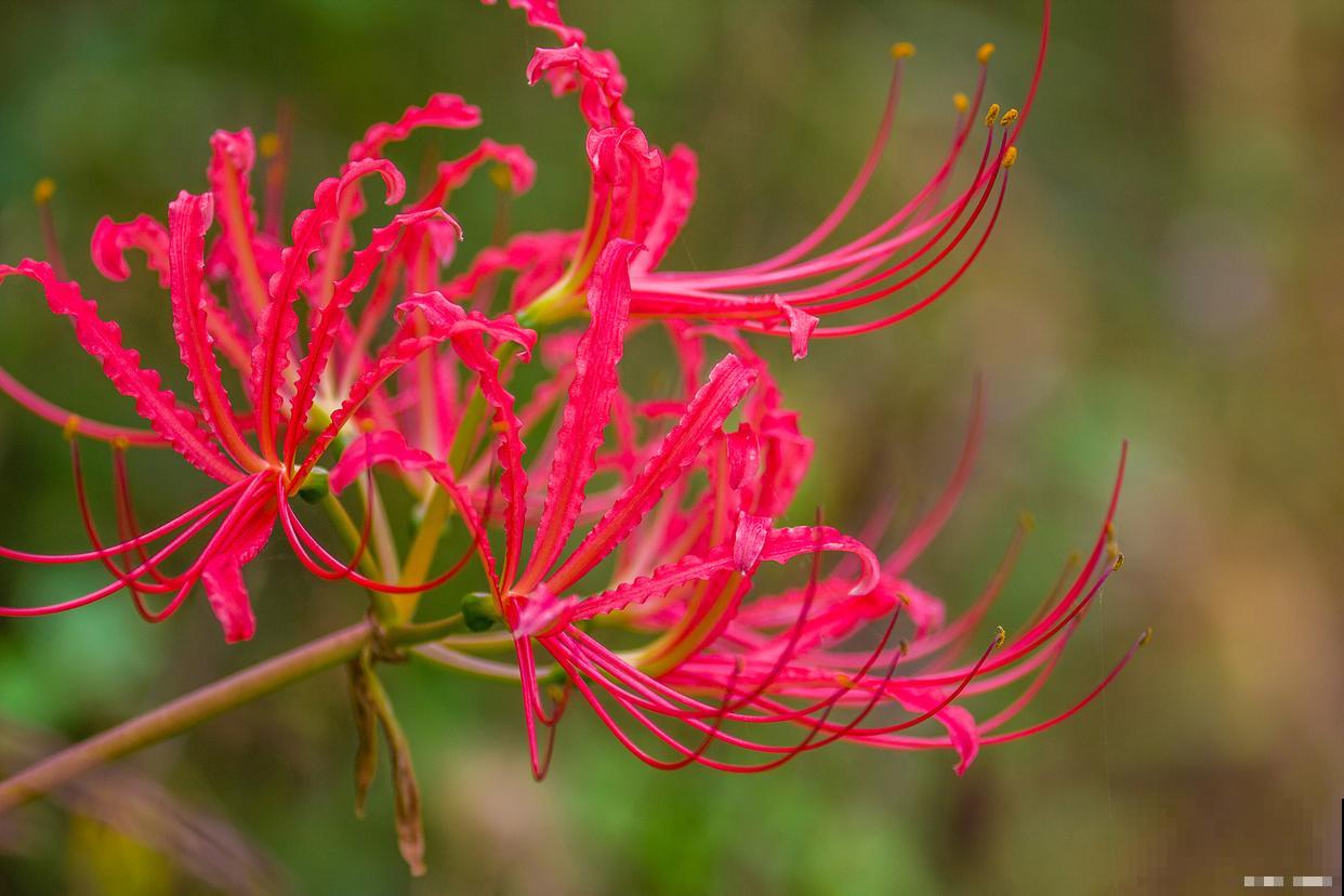 彼岸花冬天怎么养