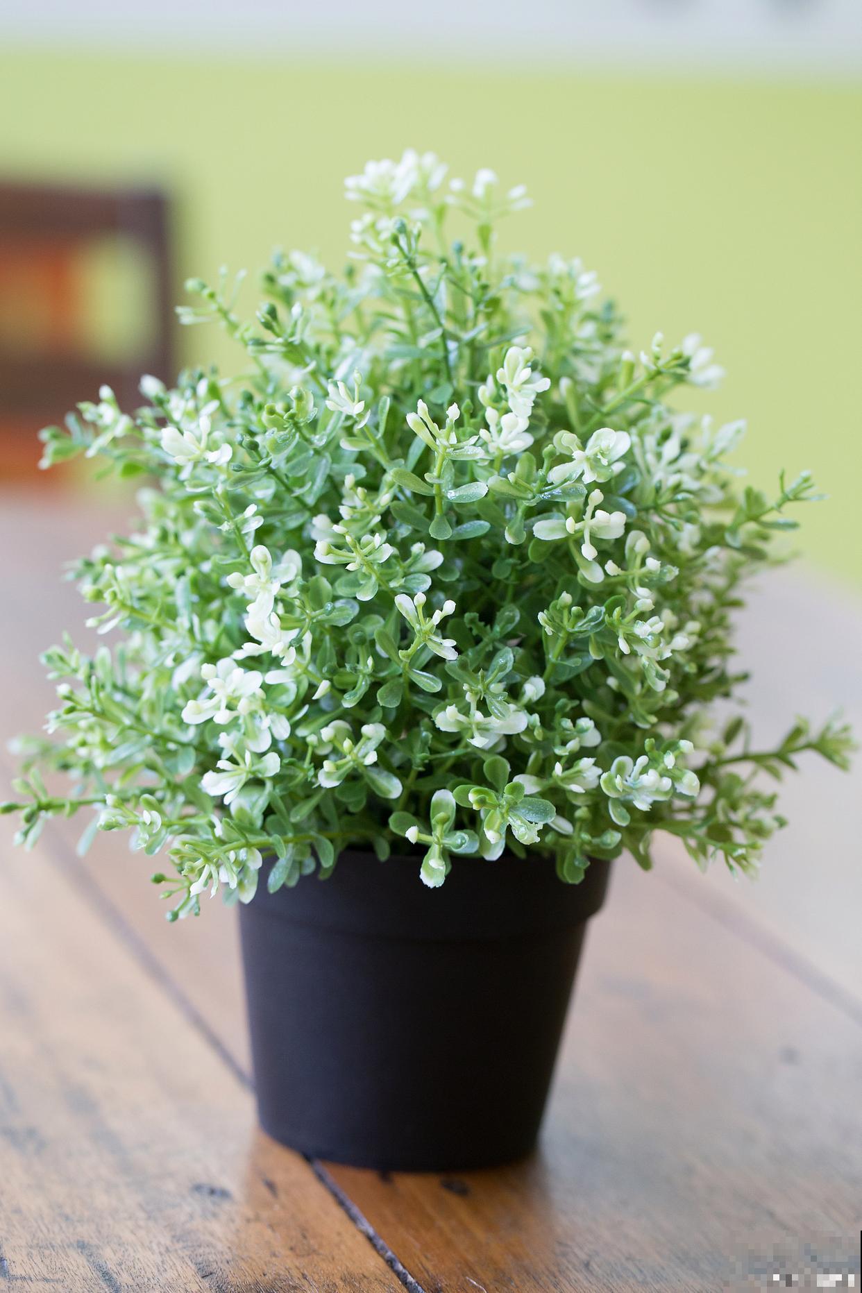 六月雪多久开花？