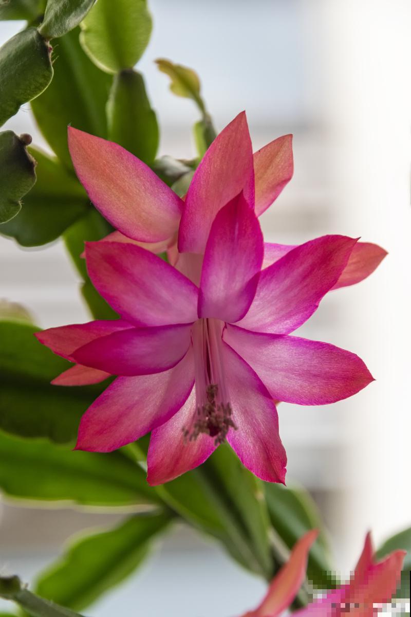 荷花令箭为什么不开花 荷花令箭为什么不开花