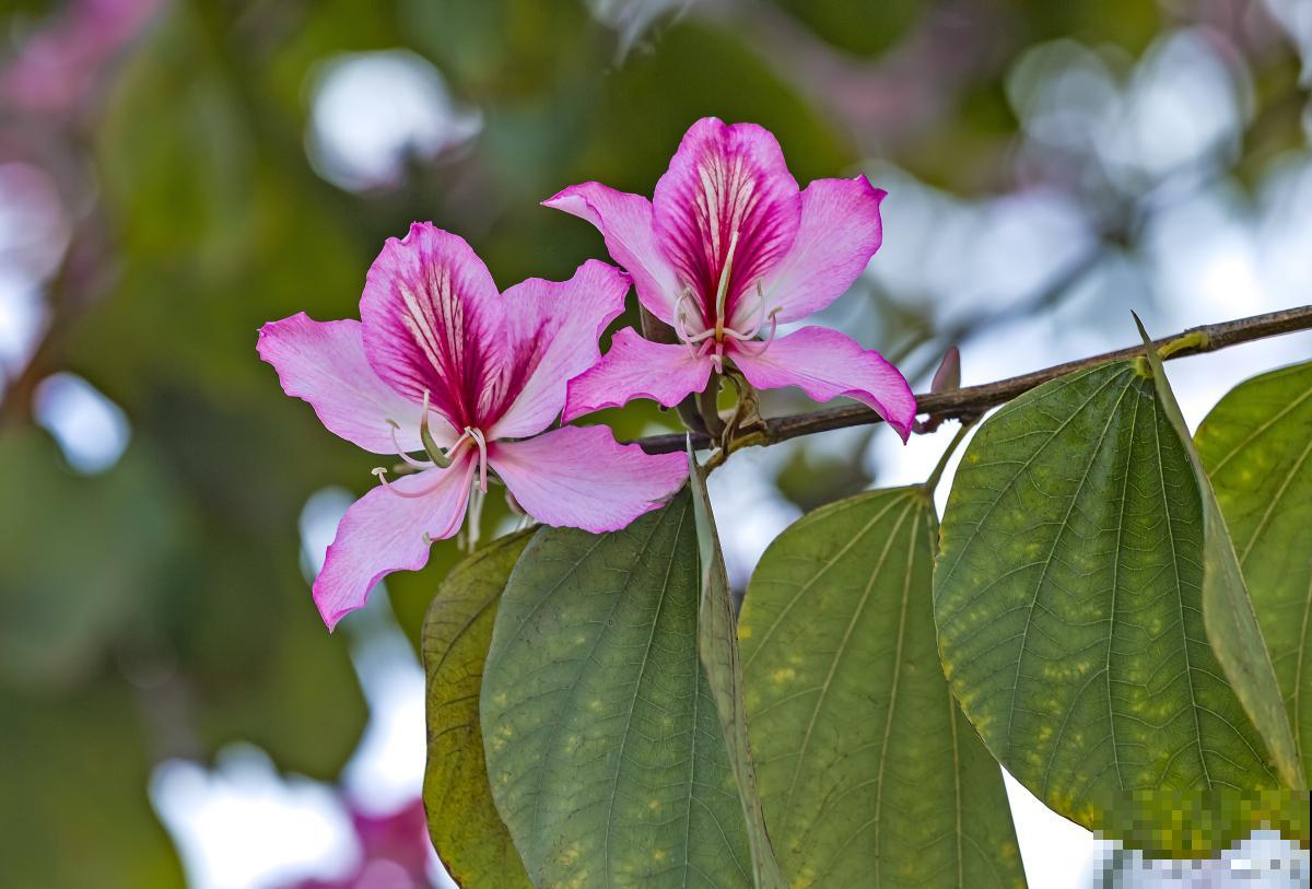 紫荆花怎么种植？