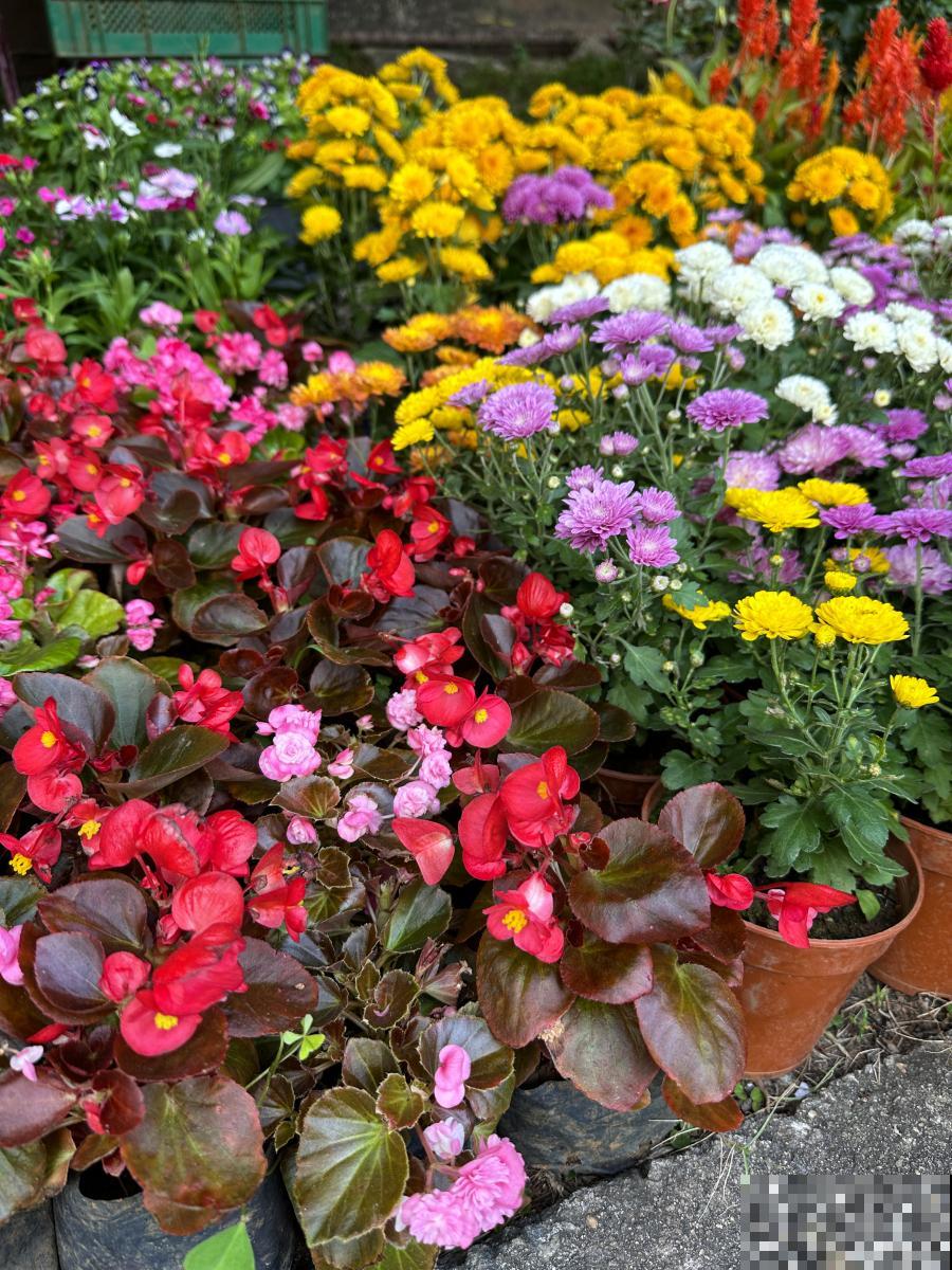 草木灰适合种什么花