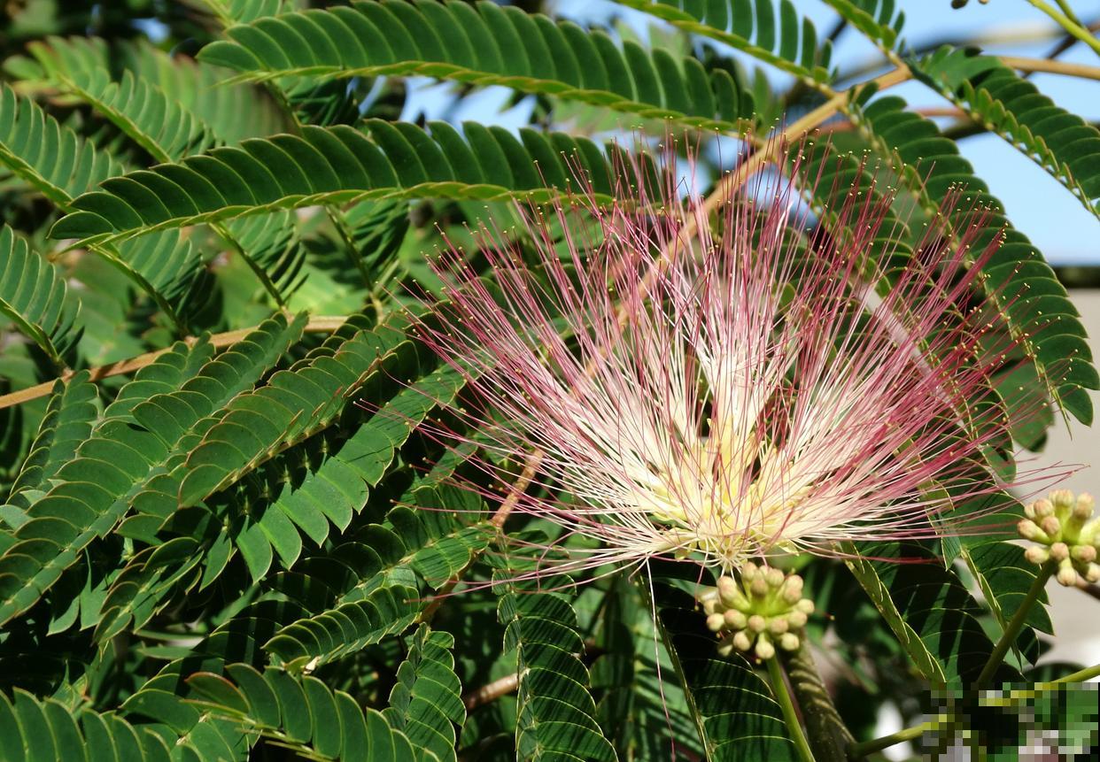 合欢树怎么修剪？