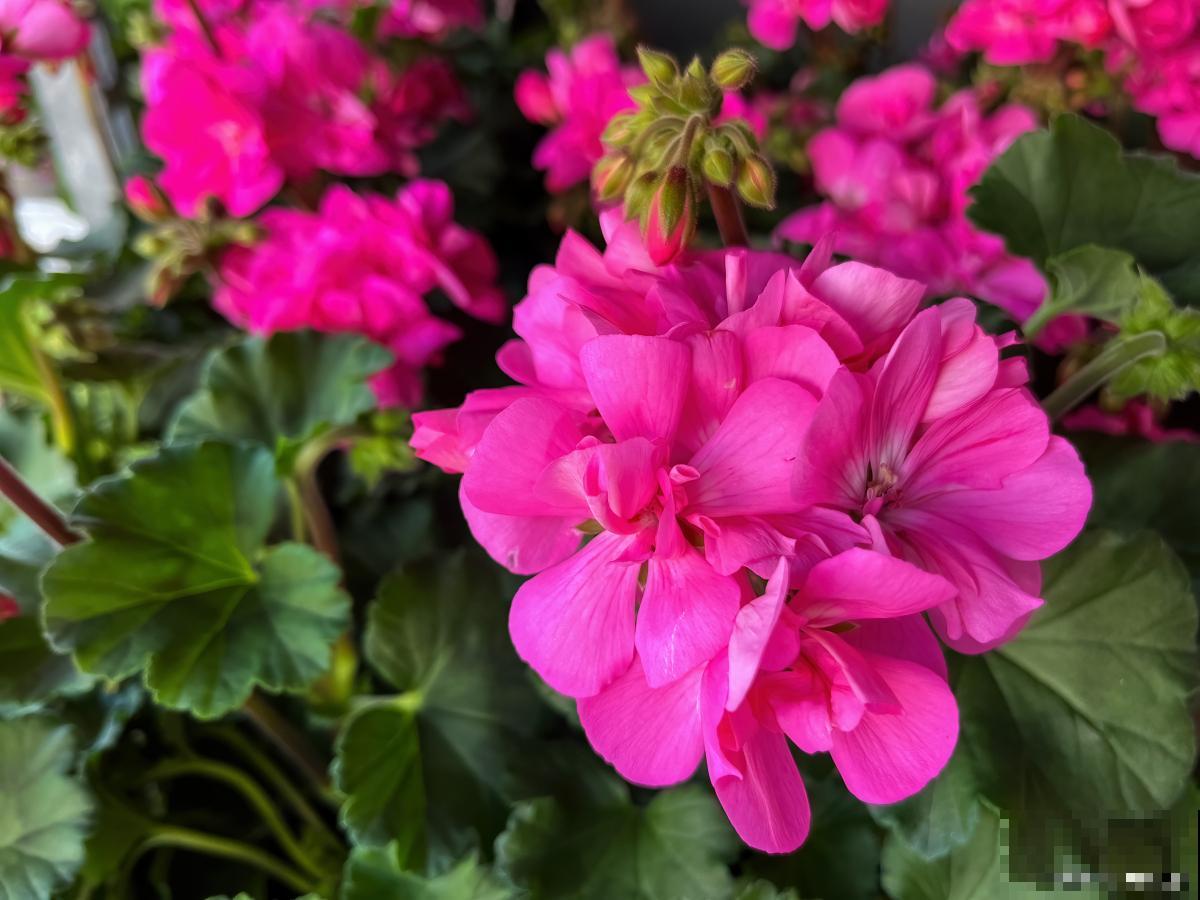 天竺葵怎么过夏？