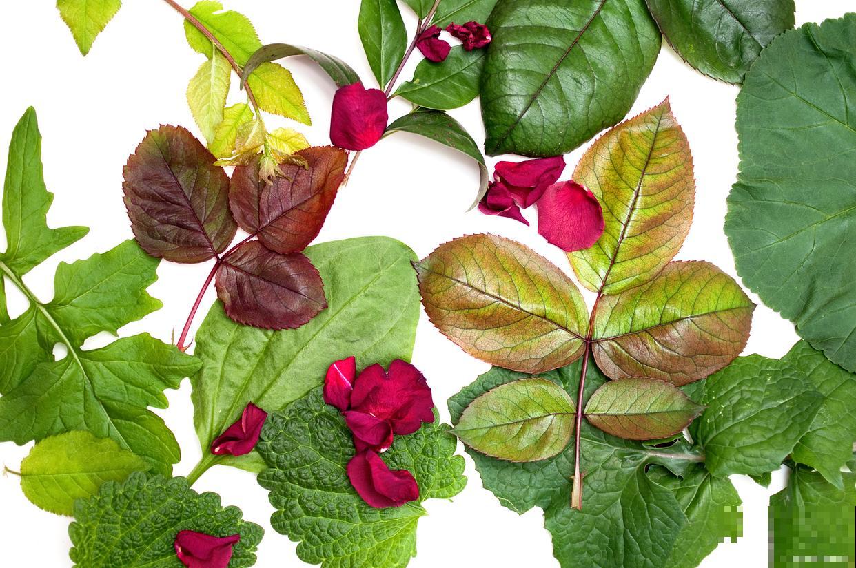 花叶子打卷是怎么回事