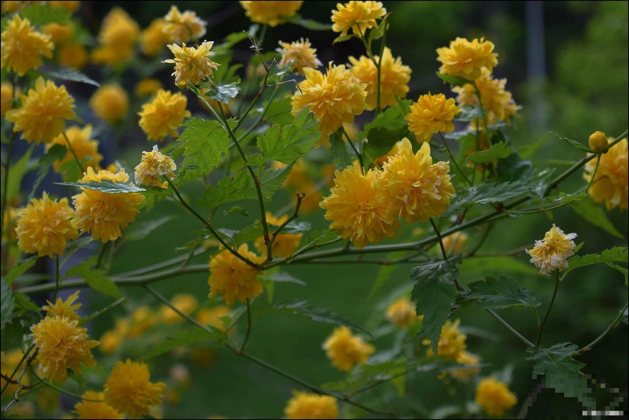 棣棠树怎么养的? 棣棠树怎么养的?