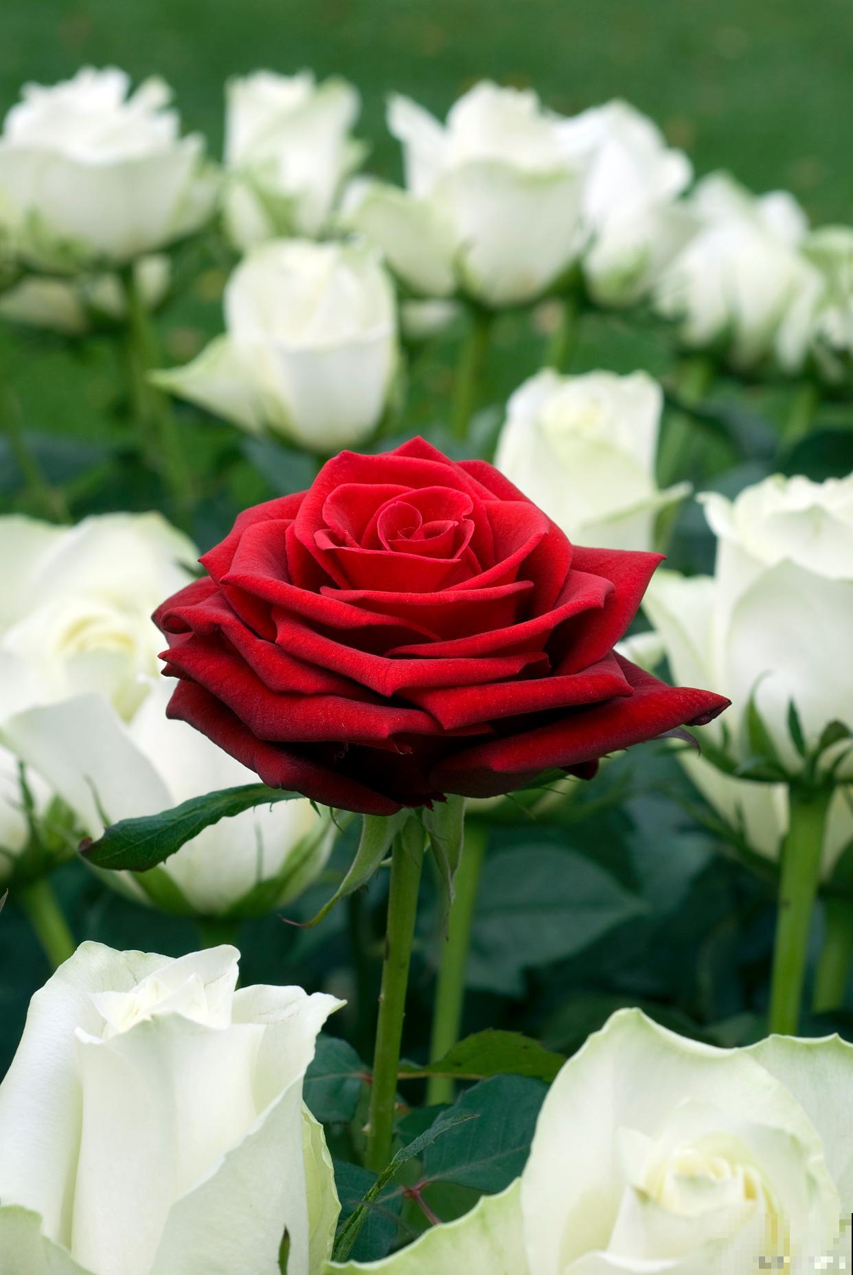 块茎类花卉有哪些