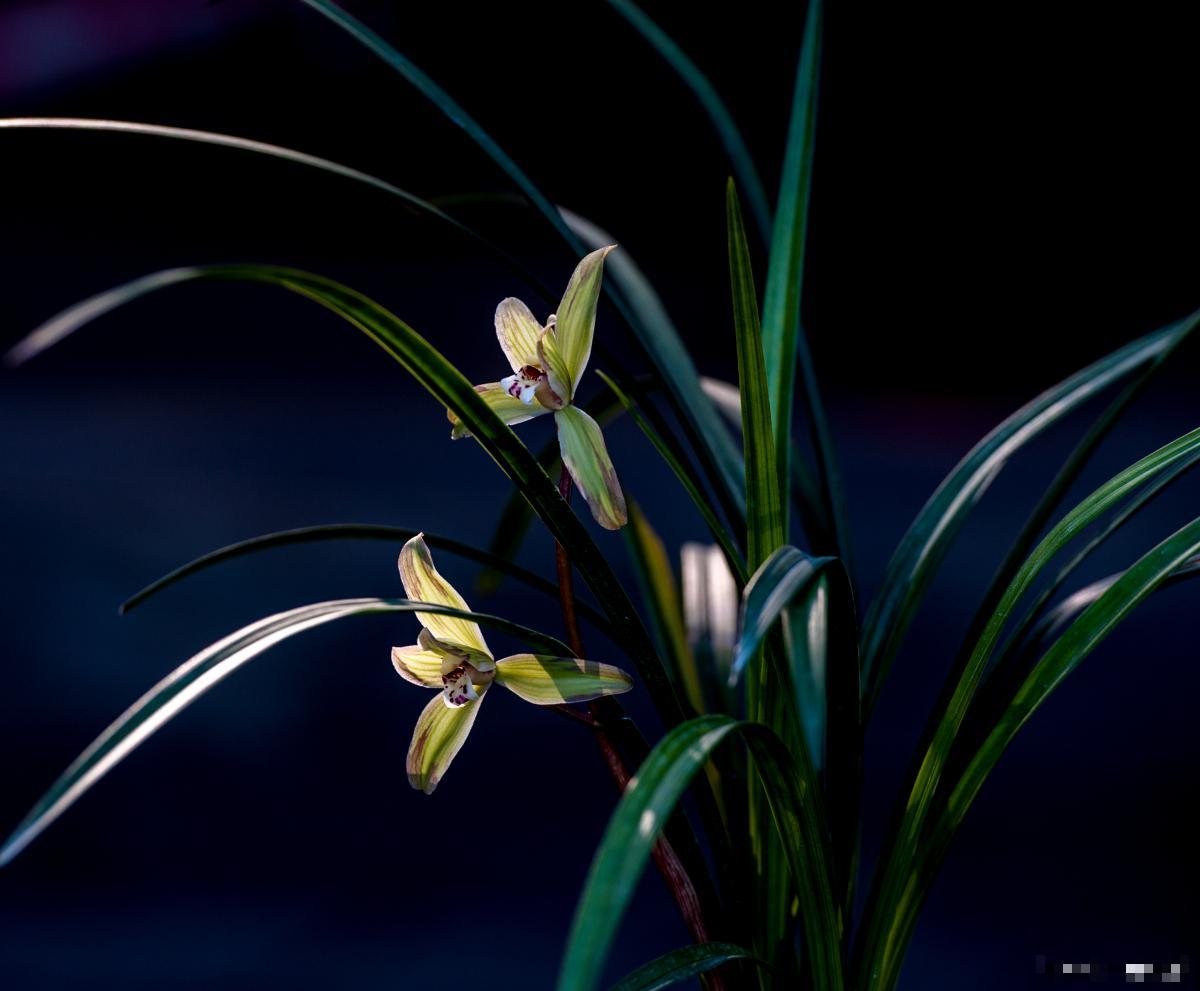 兰花根部发黑是什么原因