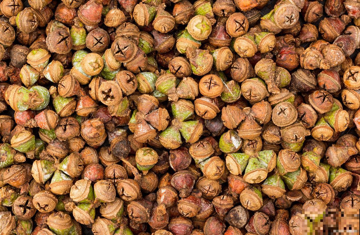 发财树怎么育苗？