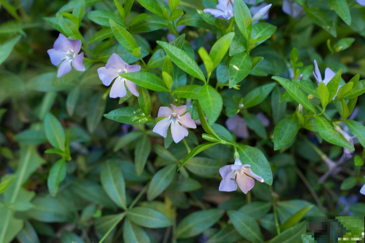 秋天开花的兰花有哪些