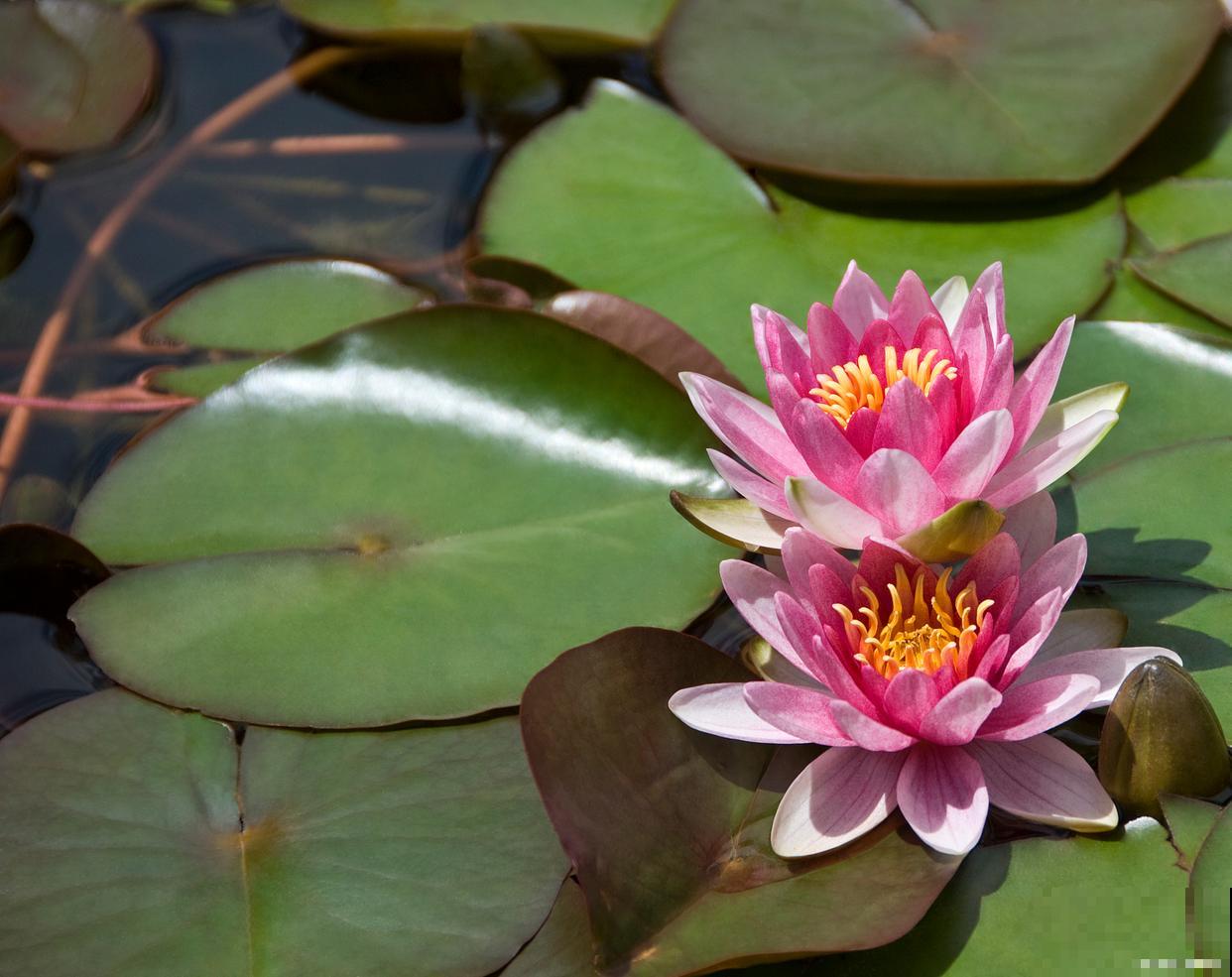 小睡莲水培无土栽培方法 小睡莲水培无土栽培方法