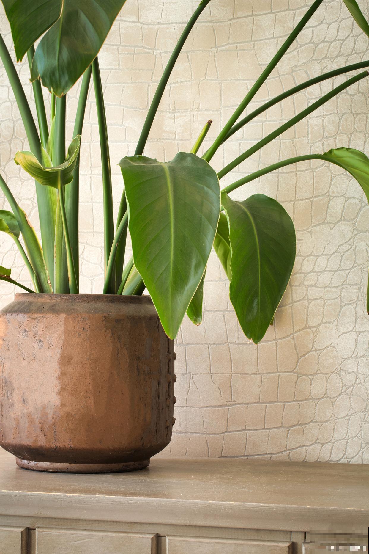 琴叶榕掉叶子怎么拯救 琴叶榕掉叶子怎么拯救