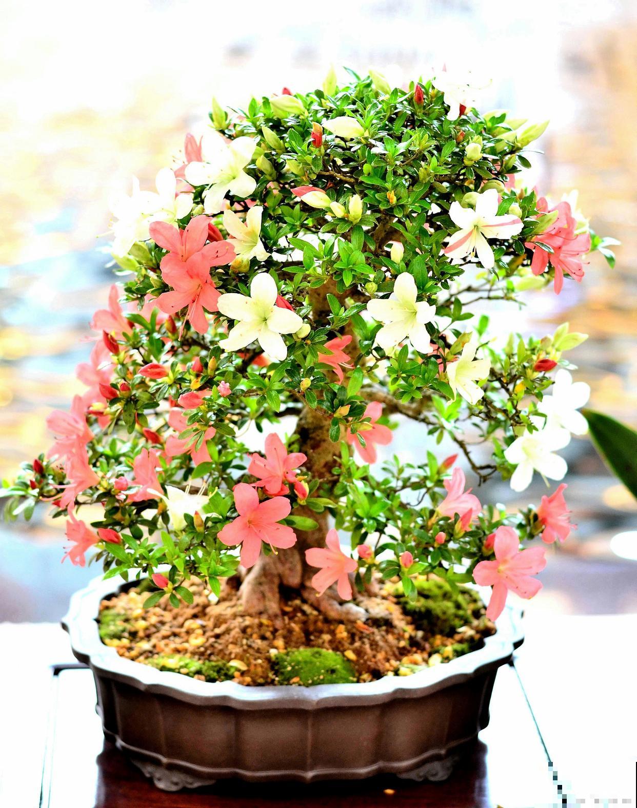 盆景花不需要它长怎么弄