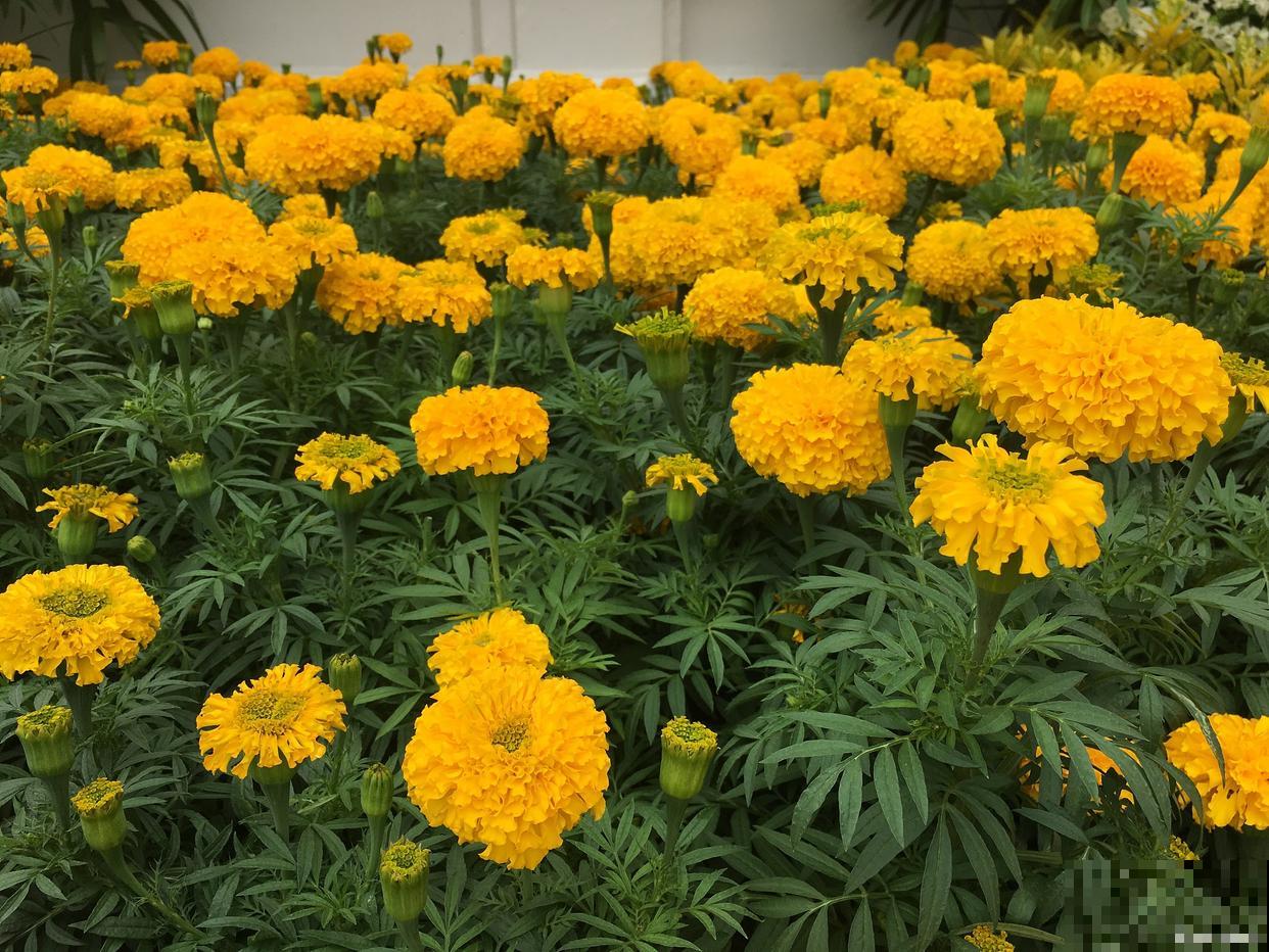 万寿菊为什么叫臭芙蓉