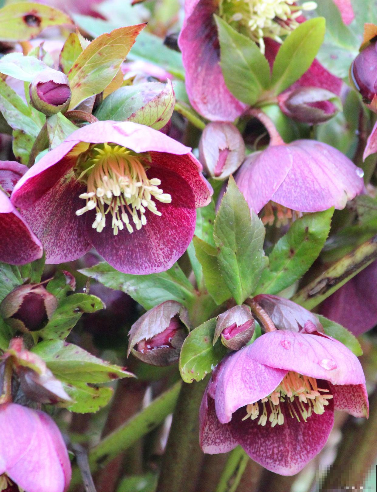 铁筷子用大盆还是小盆