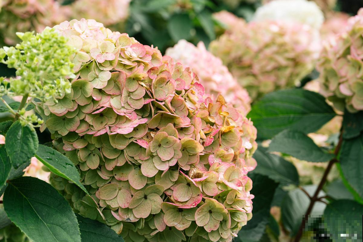 大花绣球什么时候开花 大花绣球什么时候开花