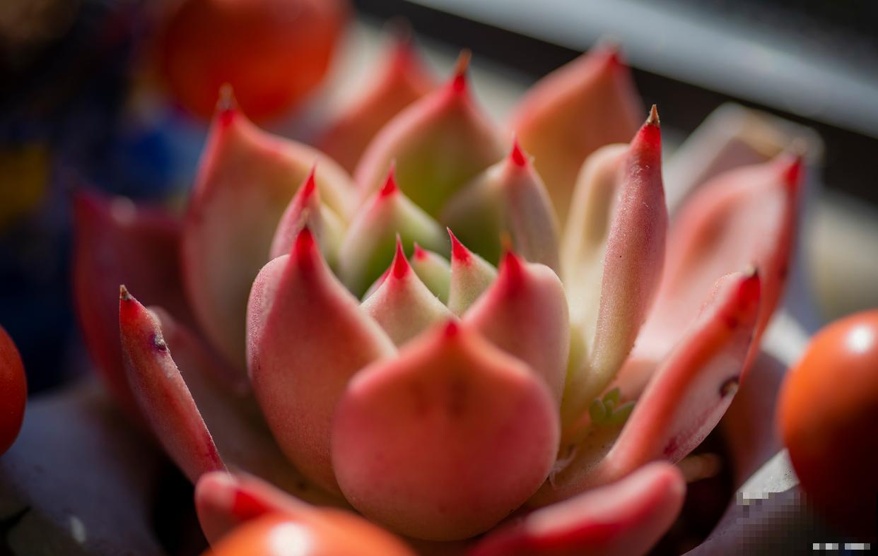 多肉红宝石开花怎么办 多肉红宝石开花怎么办