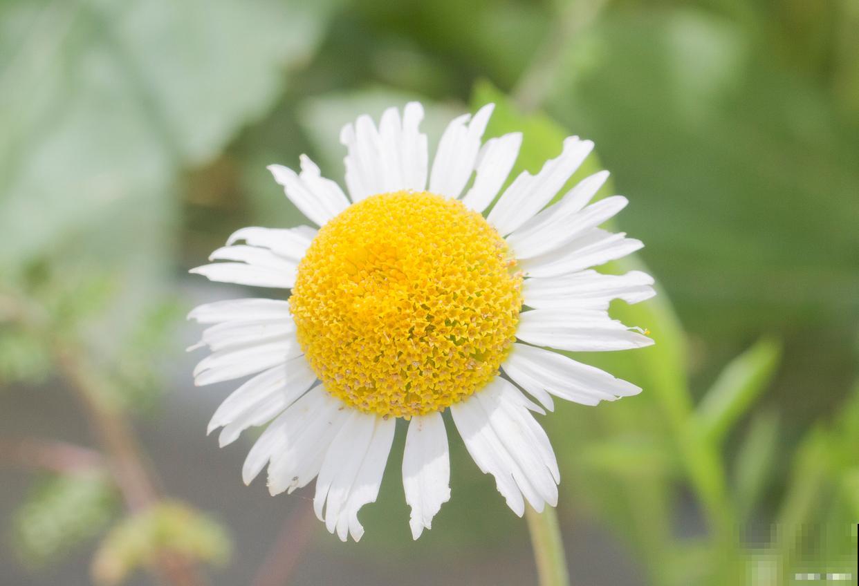 雏菊花耷拉下来的原因