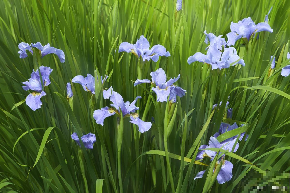 露地宿根花卉有哪些