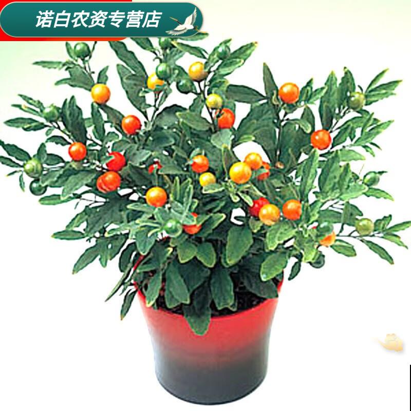 樱桃盆景养殖，知道这4点，阳台也能养