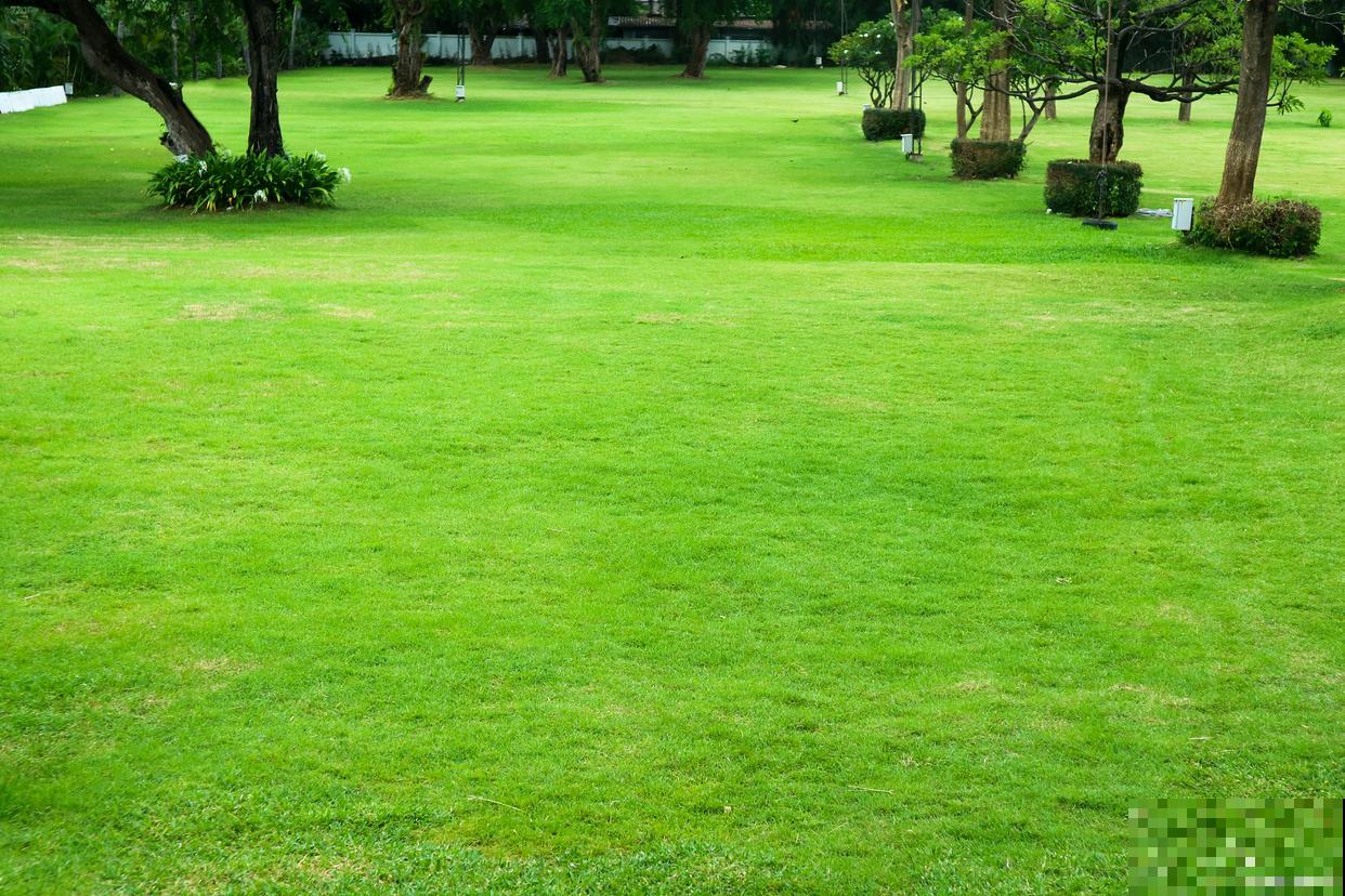 草坪种子怎么种植方法