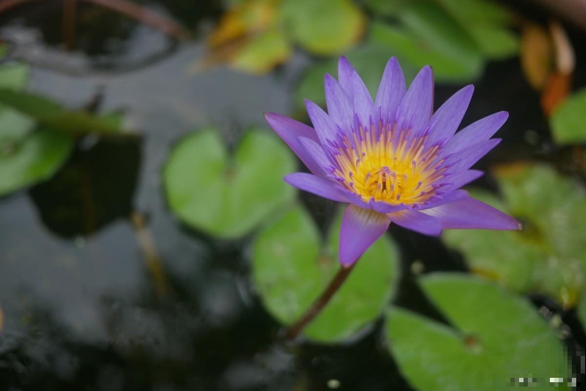 睡莲花怎么种植? 睡莲花怎么种植?