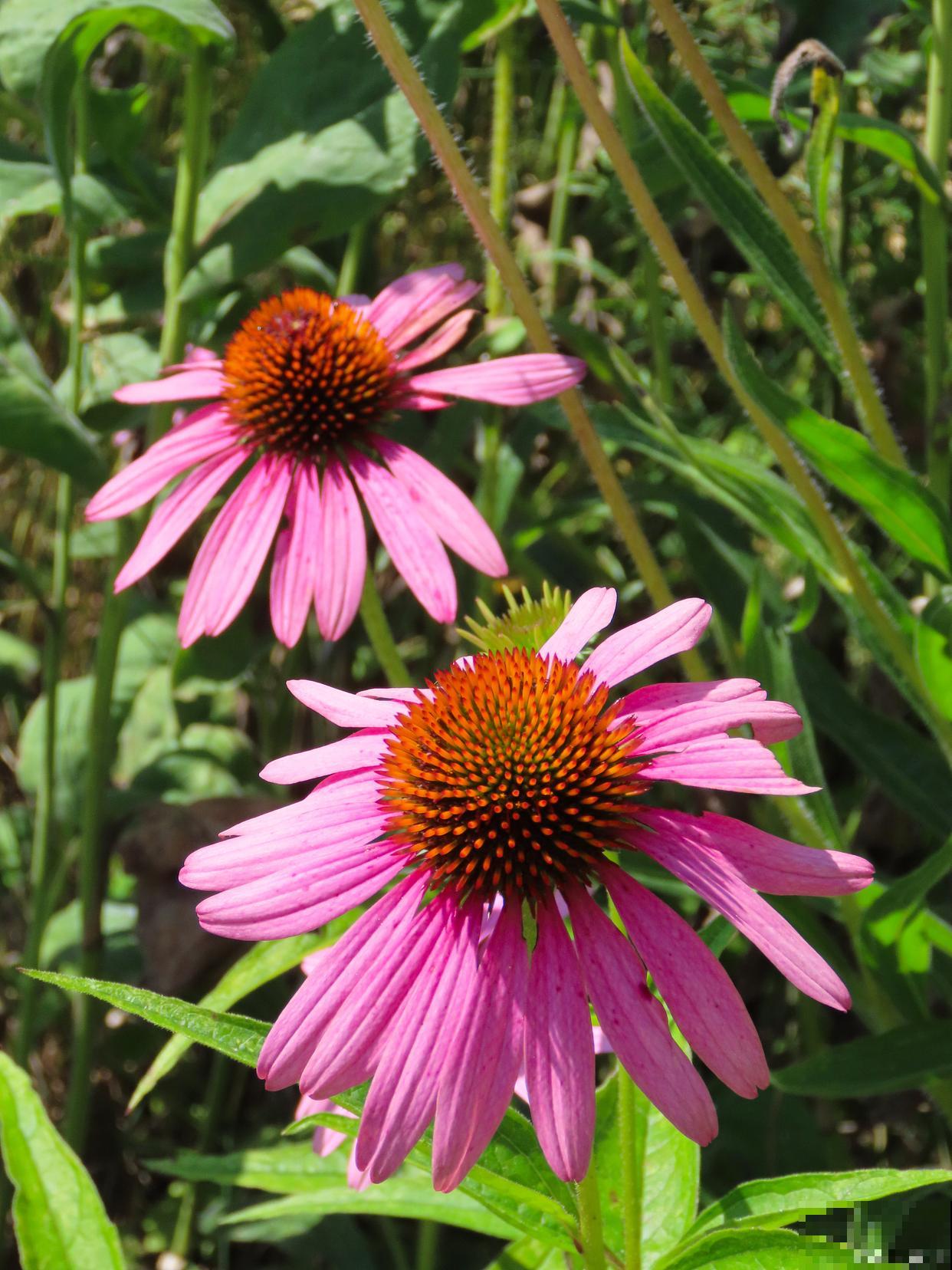 松果菊怎么种植？