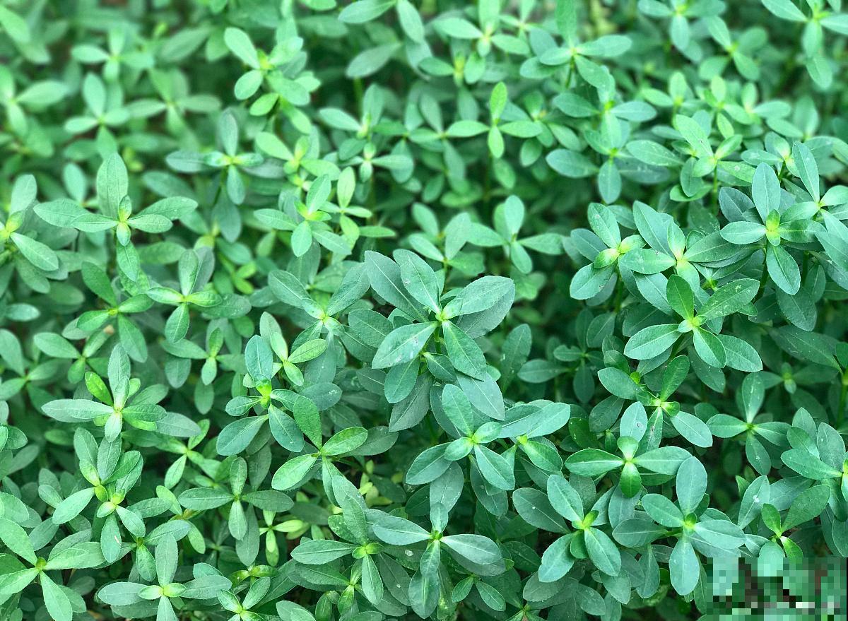 垂盆草的别名是什么