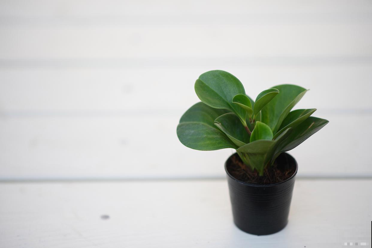 豆瓣绿施什么肥? 豆瓣绿施什么肥?