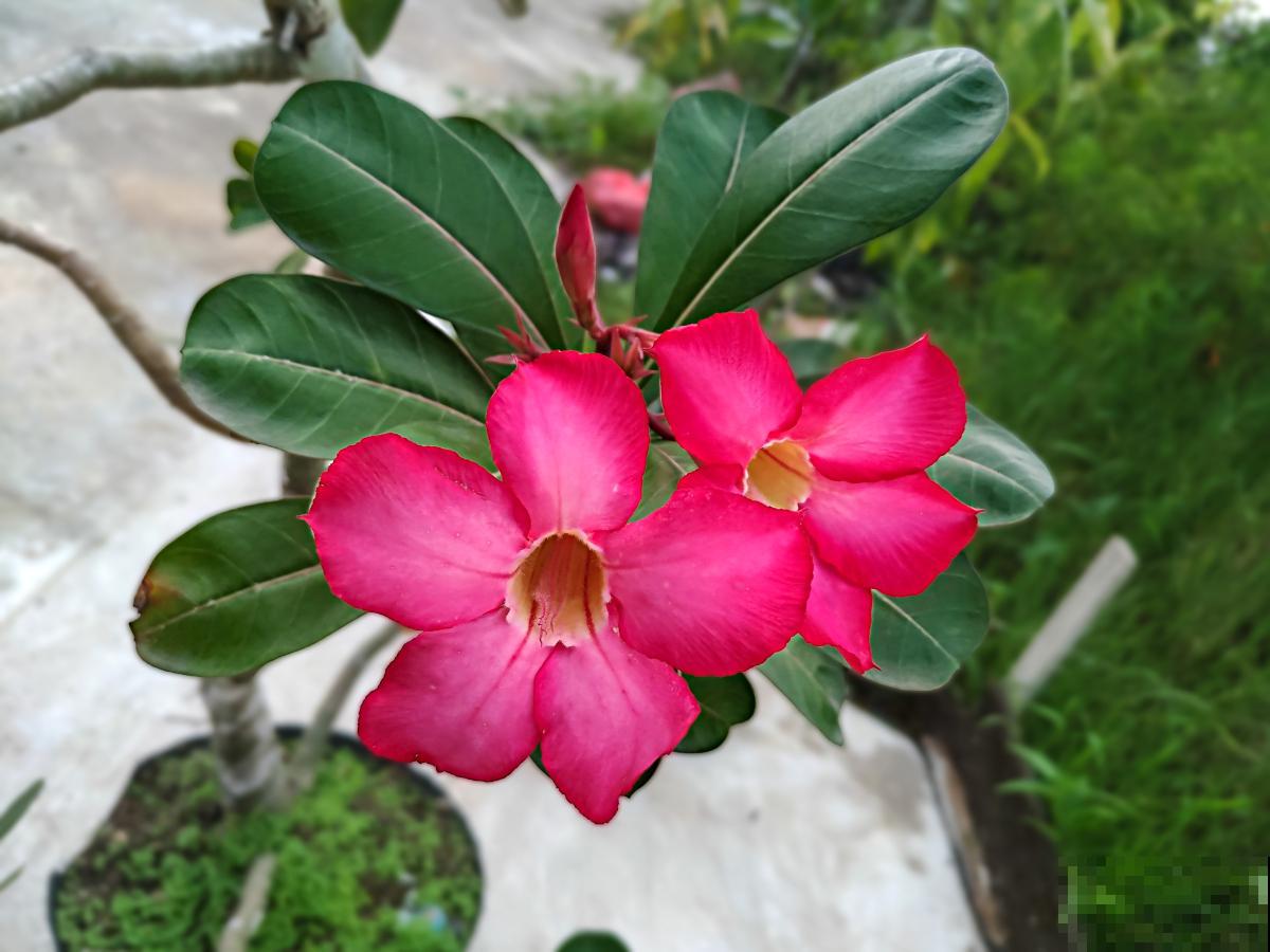 沙漠玫瑰如何嫁接 沙漠玫瑰如何嫁接