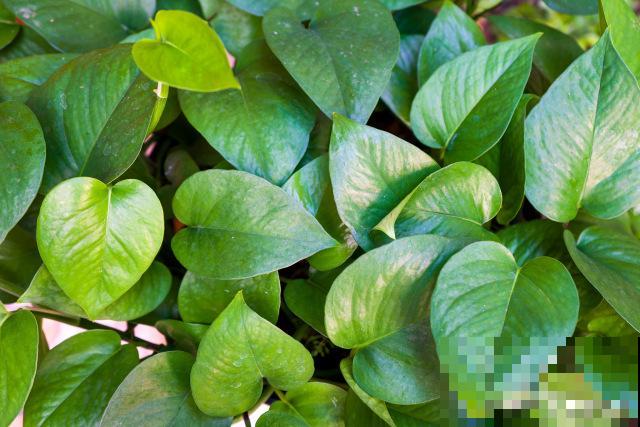 金钻如何分盆的？