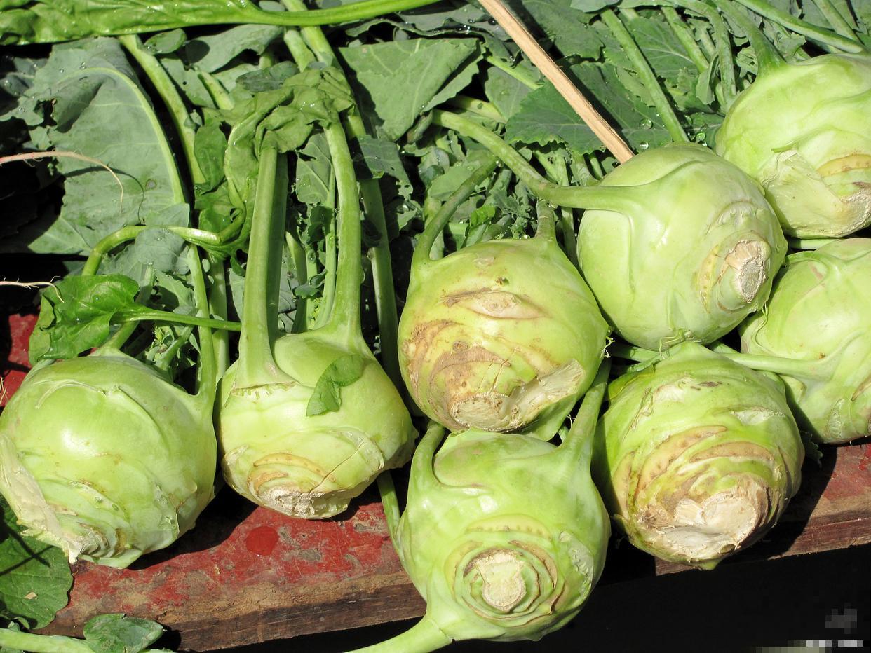 大头菜几月种植几月收