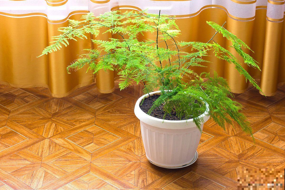 云竹叶子发黄怎么办 云竹叶子发黄怎么办