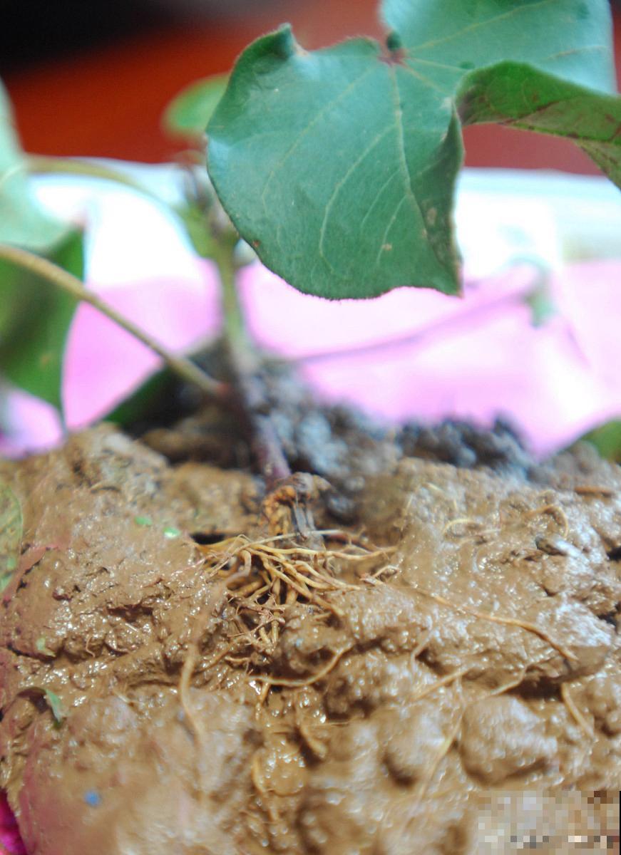 猕猴桃扦插生根最快方法