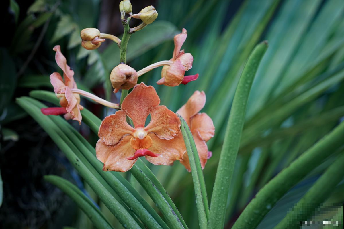 宽叶兰花怎么养? 宽叶兰花怎么养?