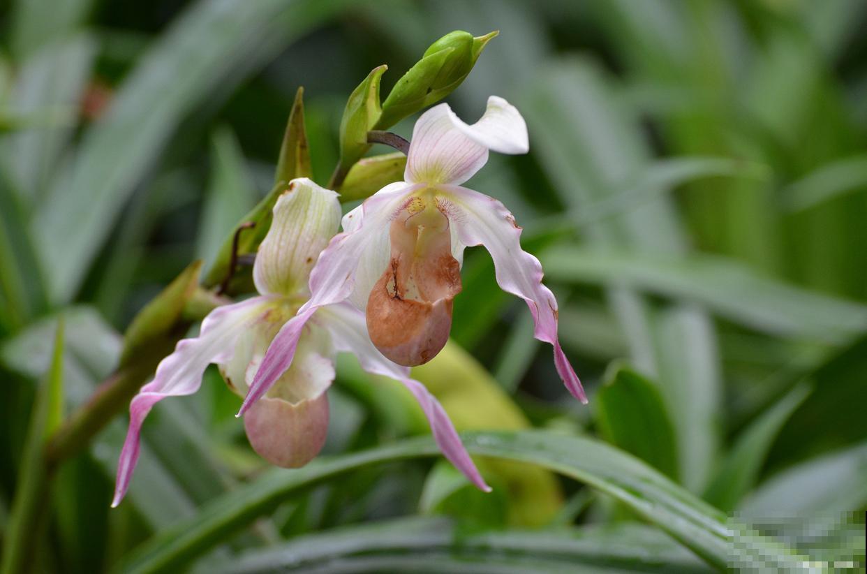 秋天开花的兰花有哪些