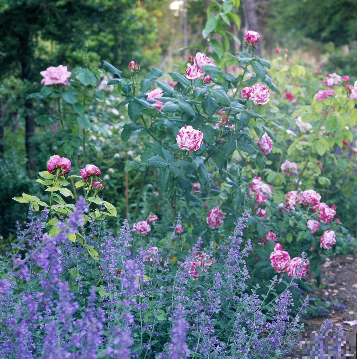 花毛茛枯萎了怎么办