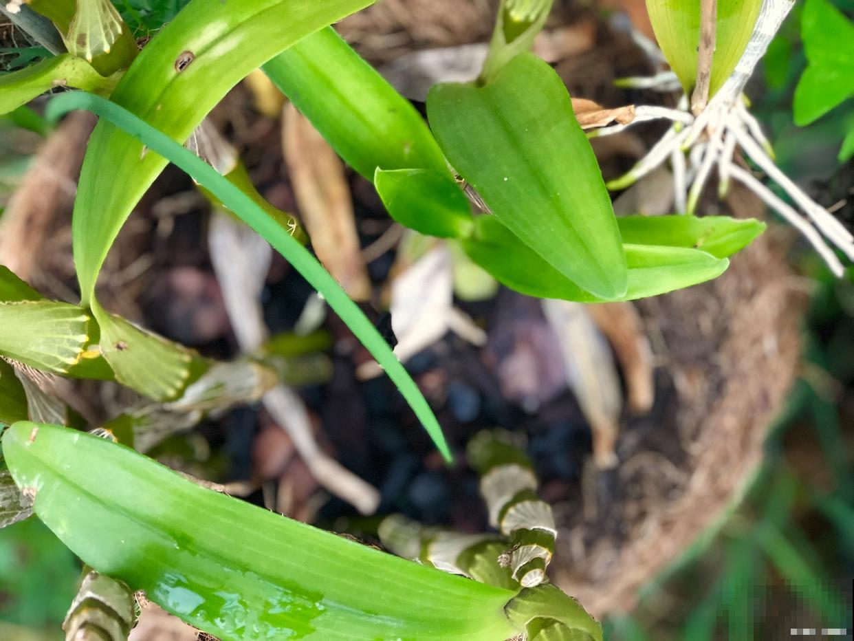 野生石豆兰怎么养 野生石豆兰怎么养