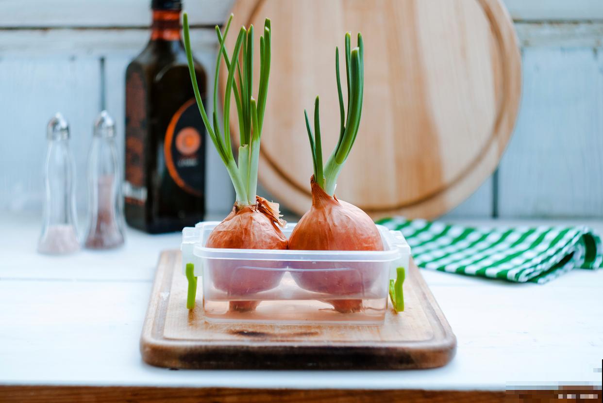 水培洋葱的种植方法 水培洋葱的种植方法