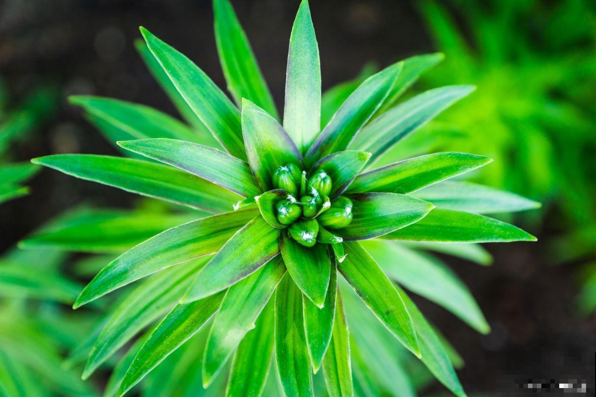 受冻害植物怎么救