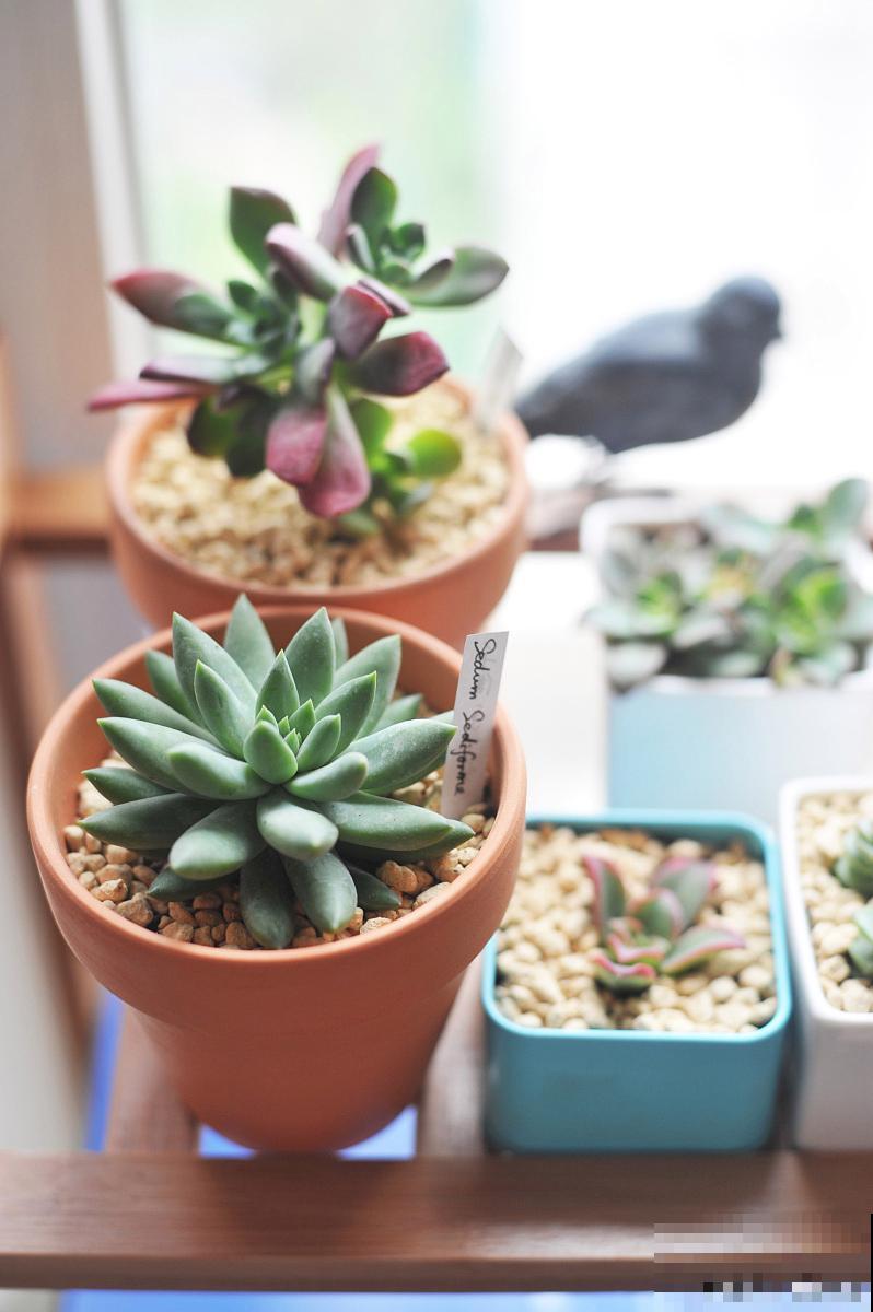 艳日辉怎么浇水？