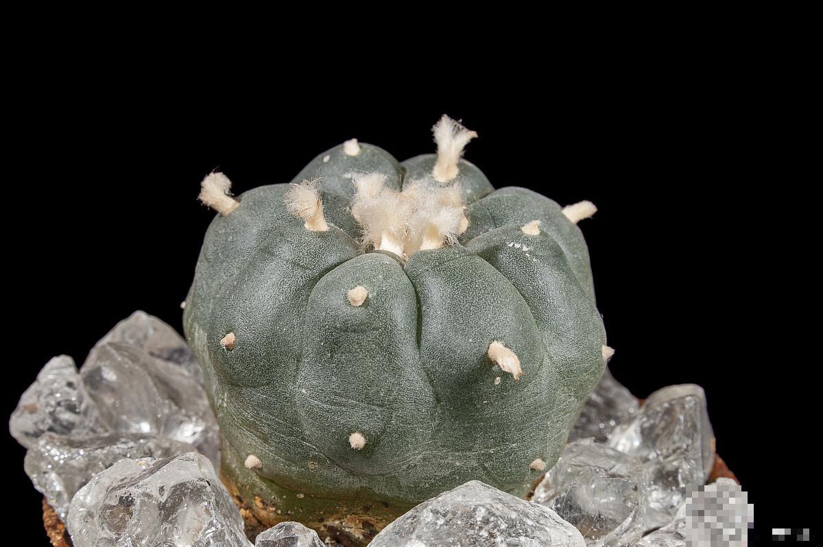 仙人掌插土里多久生根