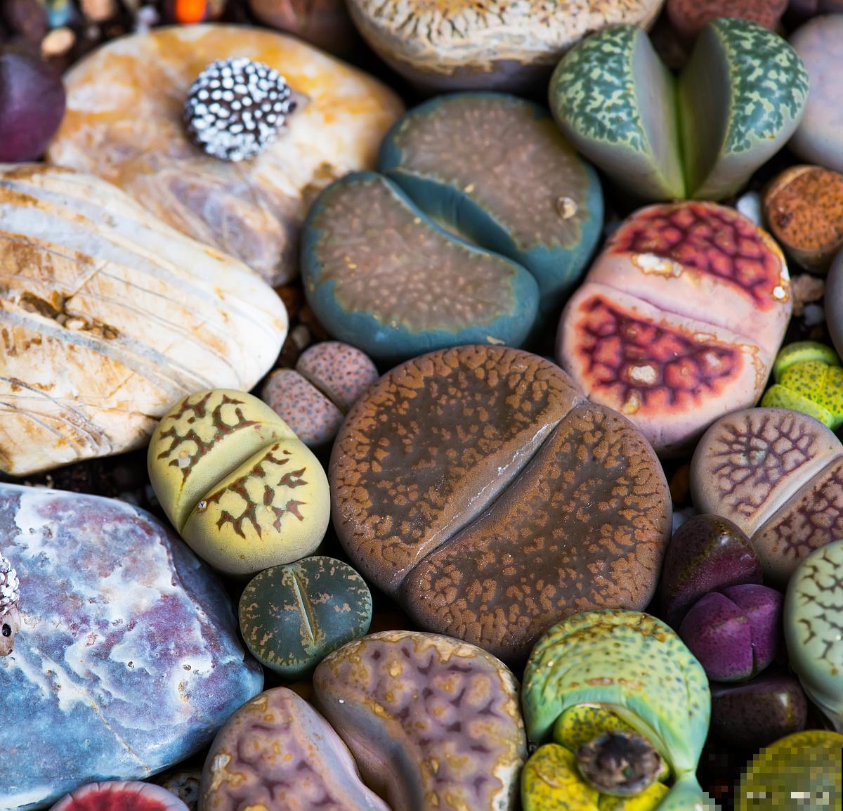 生石花烂根了怎么办 生石花烂根了怎么办