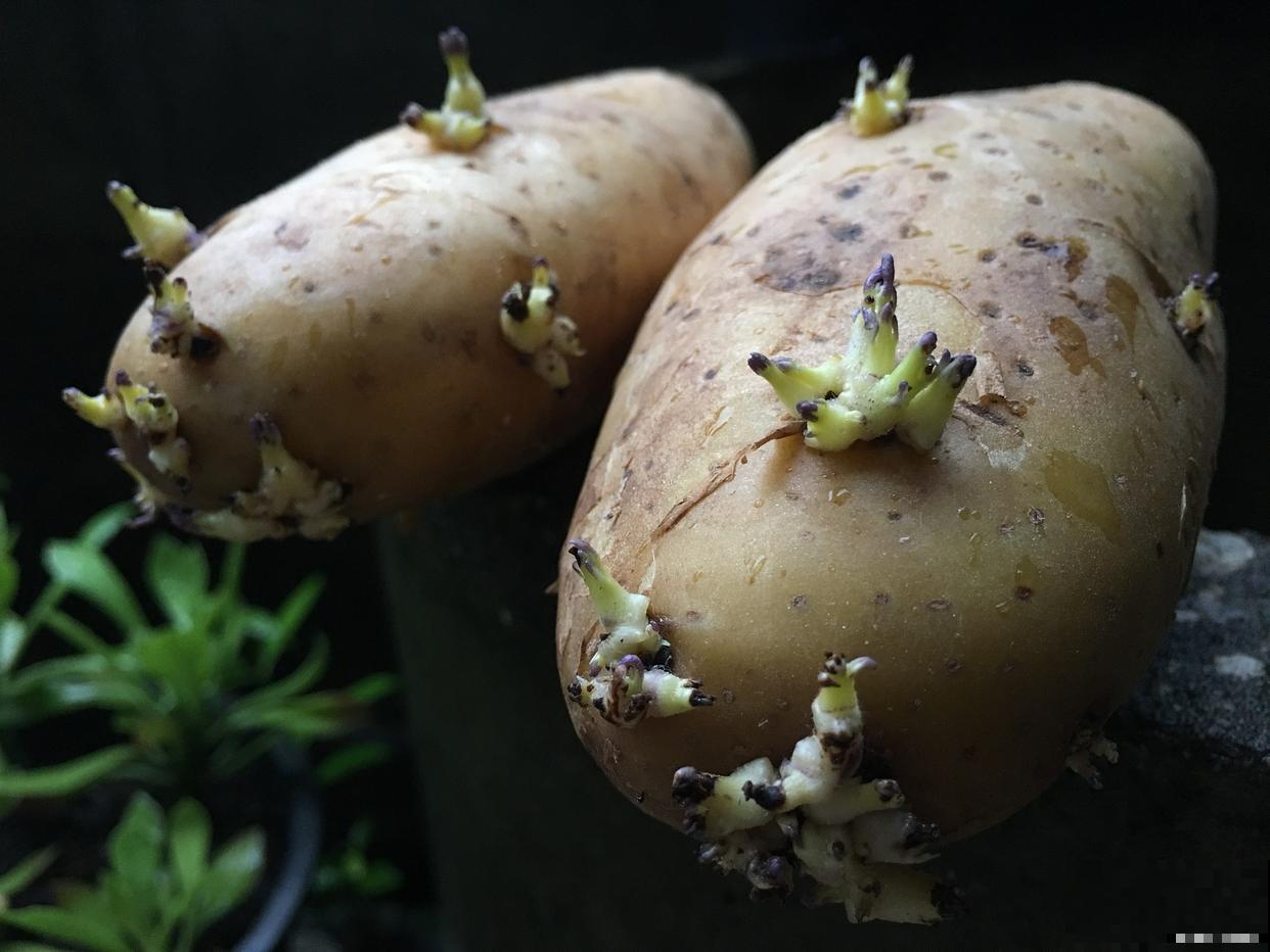 土豆发芽怎么种植方法