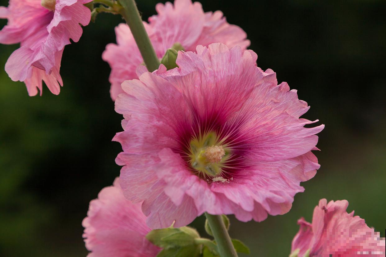 春天种的蜀葵什么时候开花