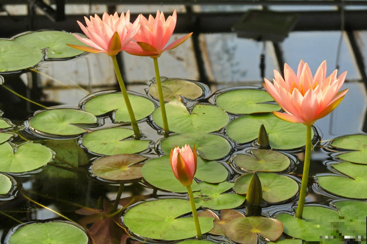 小睡莲水培无土栽培方法 小睡莲水培无土栽培方法