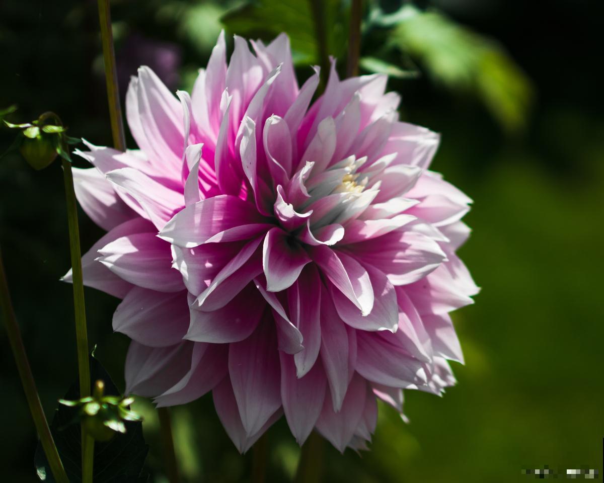 大丽花什么时候种