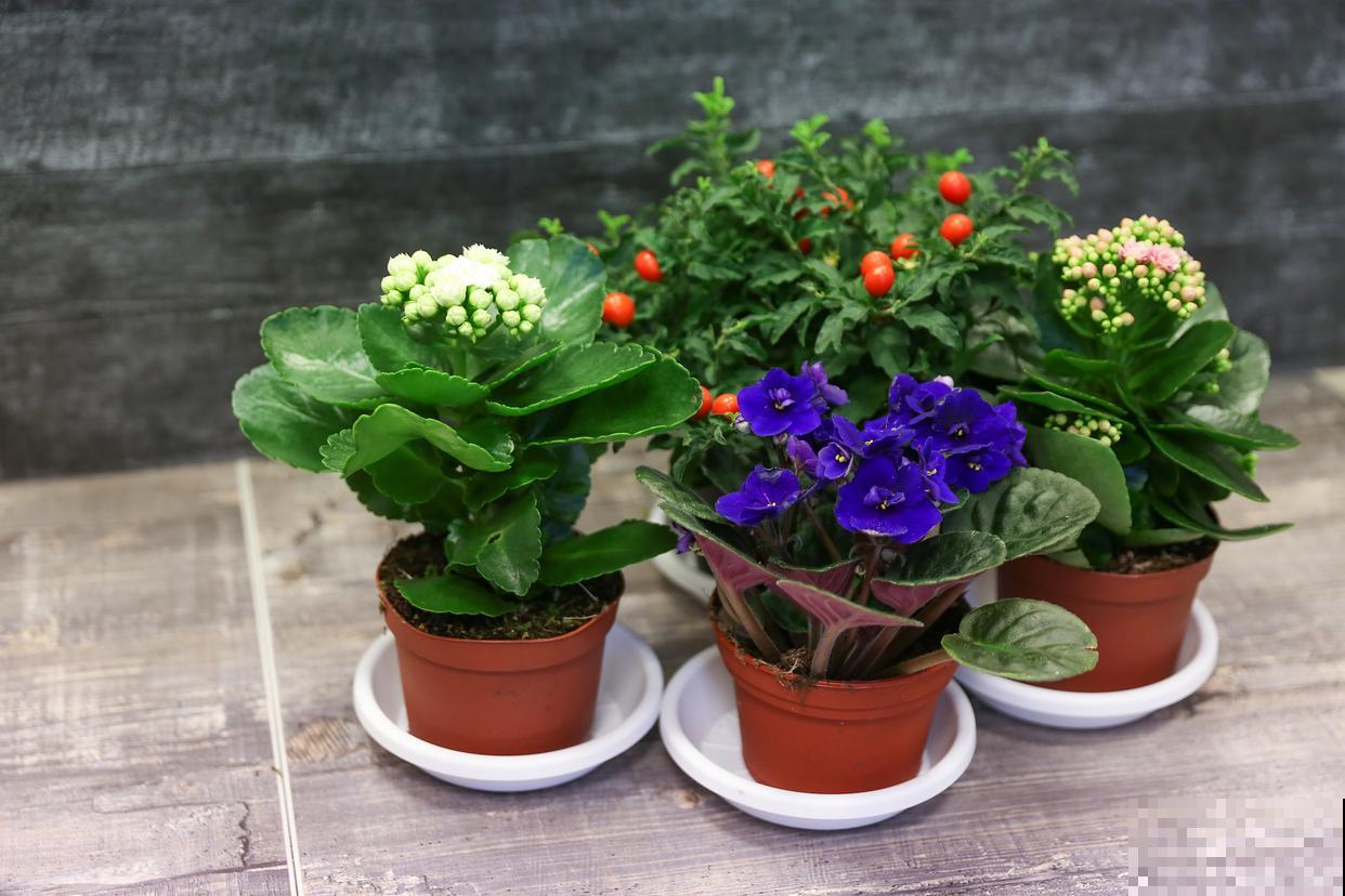 养的花叶子发黄怎么办 养的花叶子发黄怎么办