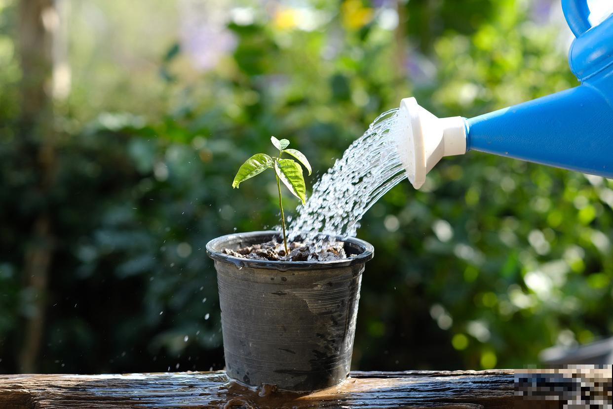 盆景多久浇一次水